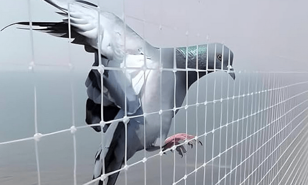 Pigeon safety nets min