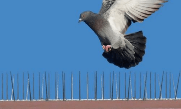 AntiBird Spikes
