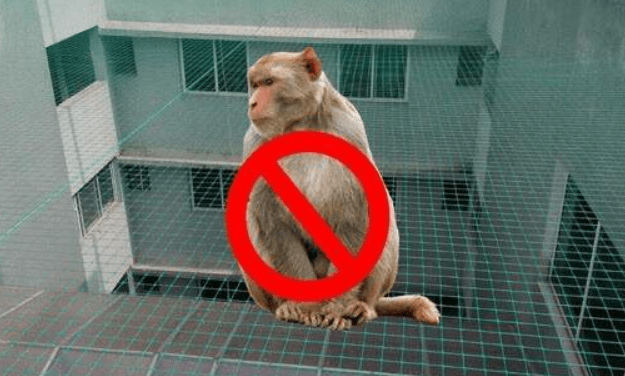 Monkey Safety Nets