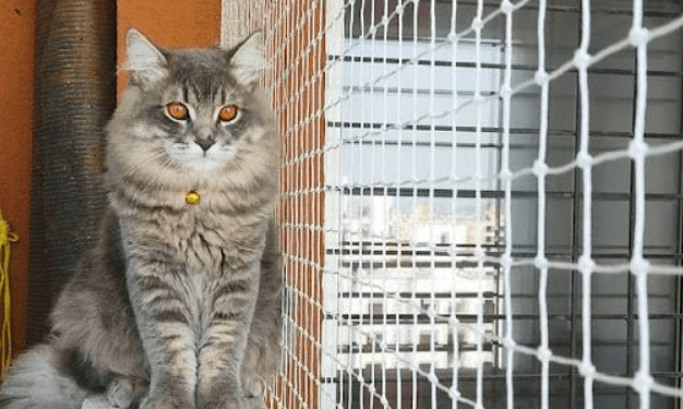 Pet Safety Nets